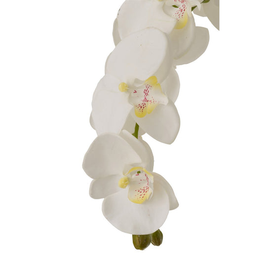 J-Line Orchidee In Aarde XL